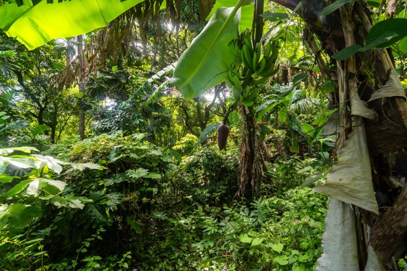Fourth image of Lot 114 Part of Red Hassel in Nonsuch, Portland, Jamaica - property is For Sale