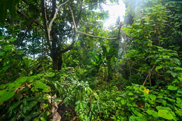 Seventh image of Lot 114 Part of Red Hassel in Nonsuch, Portland, Jamaica - property is For Sale