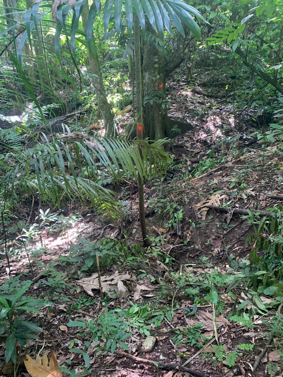 Ninth image of Lot 114 Part of Red Hassel in Nonsuch, Portland, Jamaica - property is For Sale