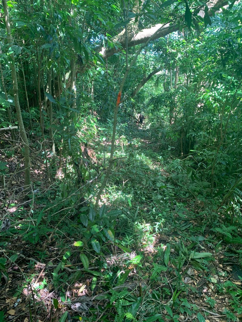 Eleventh image of Lot 109 Red Hassel in Nonsuch, Portland, Jamaica - property is For Sale