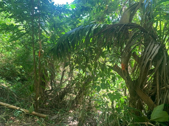 Twelfth image of Lot 109 Red Hassel in Nonsuch, Portland, Jamaica - property is For Sale
