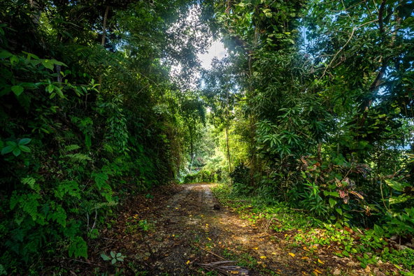 Second image of Lot 109 Red Hassel in Nonsuch, Portland, Jamaica - property is For Sale