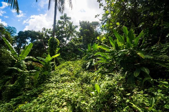 Third image of Lot 109 Red Hassel in Nonsuch, Portland, Jamaica - property is For Sale