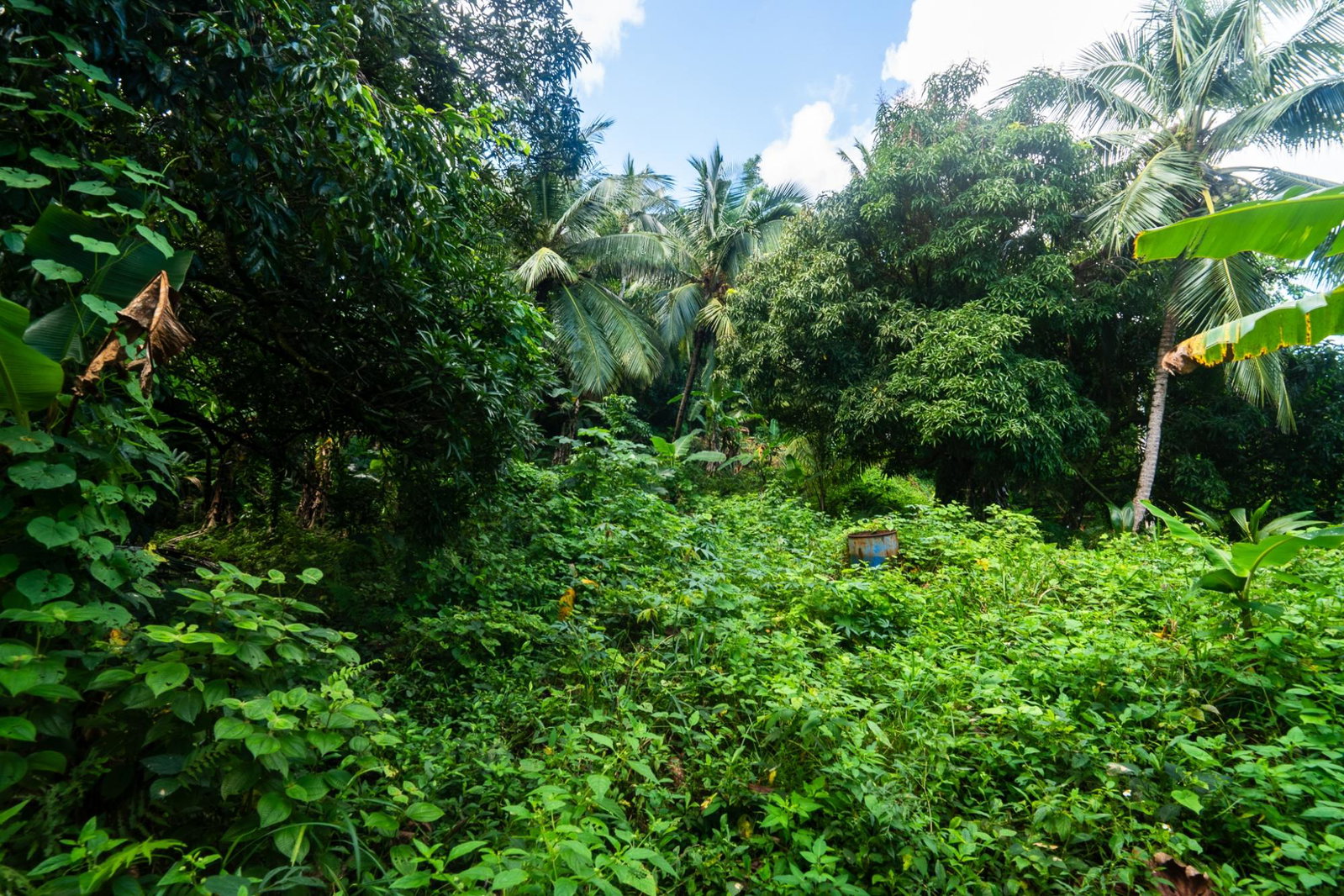 Fifth image of Lot 109 Red Hassel in Nonsuch, Portland, Jamaica - property is For Sale