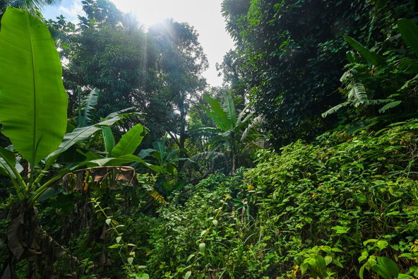Sixth image of Lot 109 Red Hassel in Nonsuch, Portland, Jamaica - property is For Sale