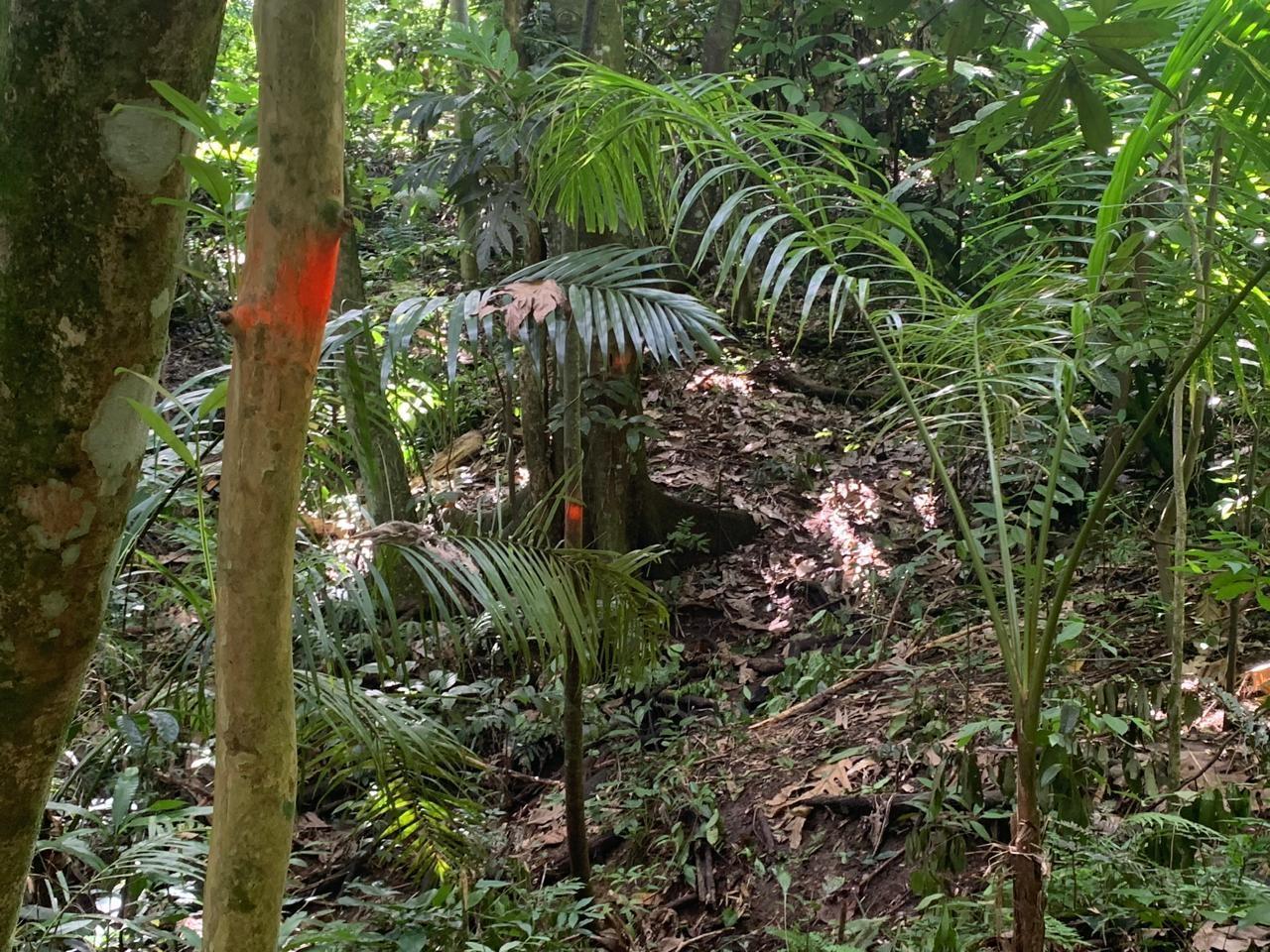 Eighth image of Lot 109 Red Hassel in Nonsuch, Portland, Jamaica - property is For Sale