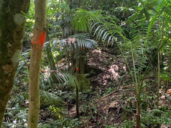 Eighth image of Lot 109 Red Hassel in Nonsuch, Portland, Jamaica - property is For Sale