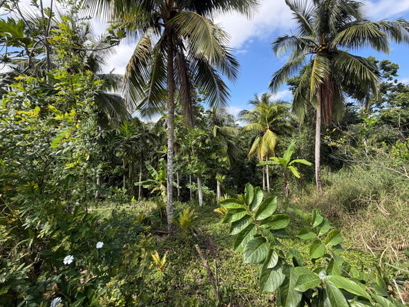 Second image of Lot No. 14 Oxford Rd, Free Hill in Free Hill, St. Mary, Jamaica - property is For Sale