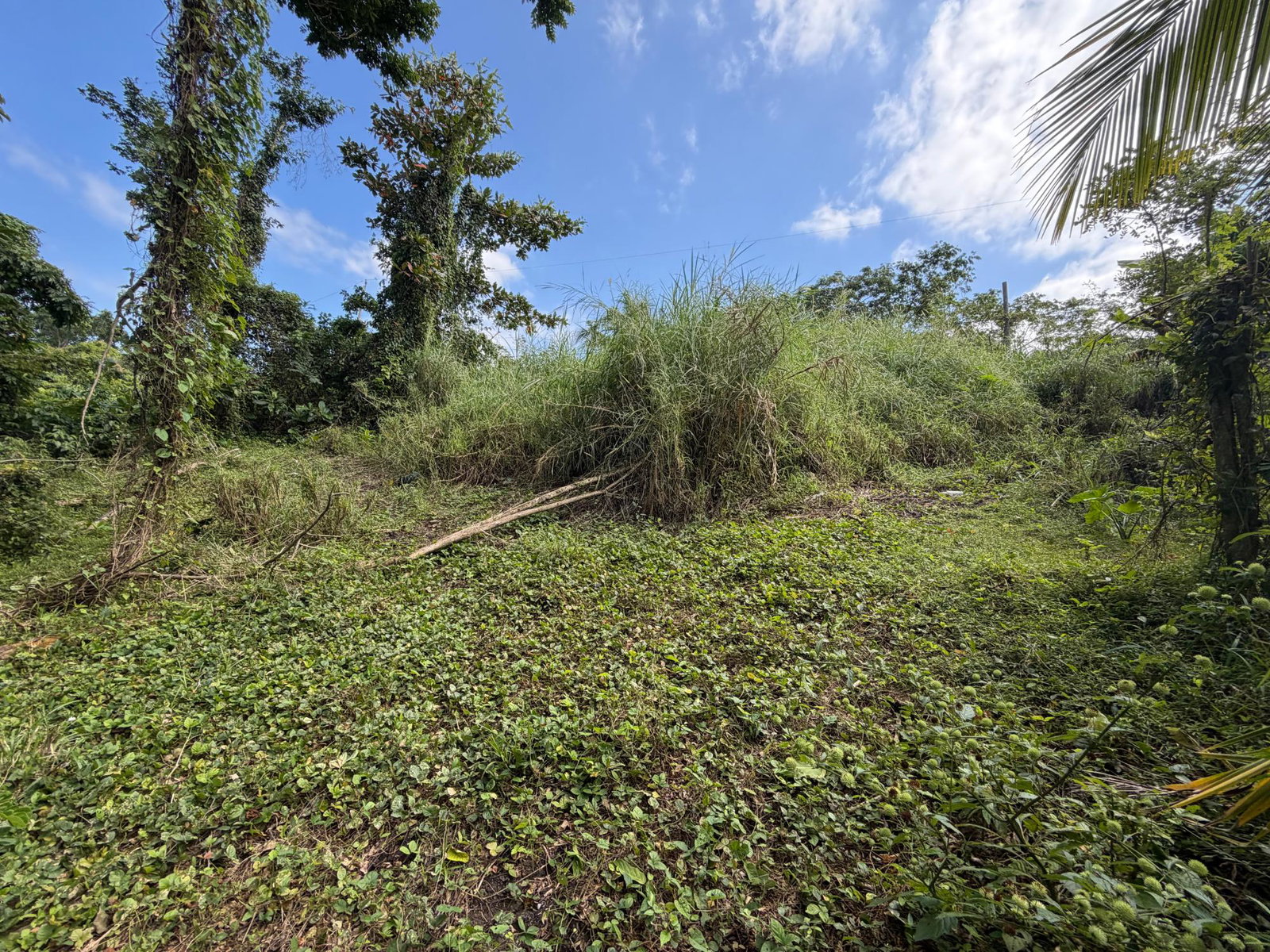 Third image of Lot No. 14 Oxford Rd, Free Hill in Free Hill, St. Mary, Jamaica - property is For Sale