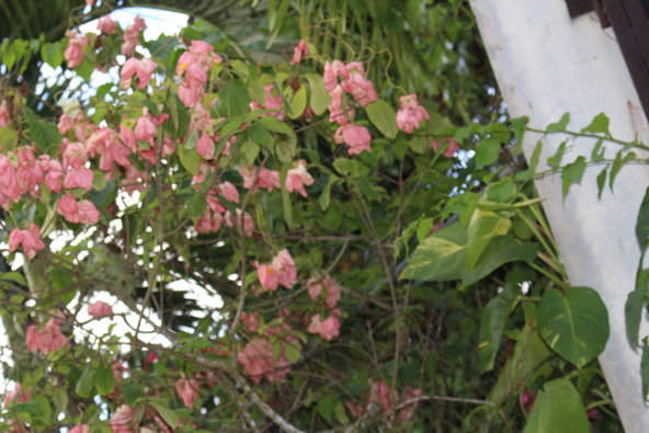 Ninth image of Great House Retreat in Retreat, St. Mary, Jamaica - property is For Sale