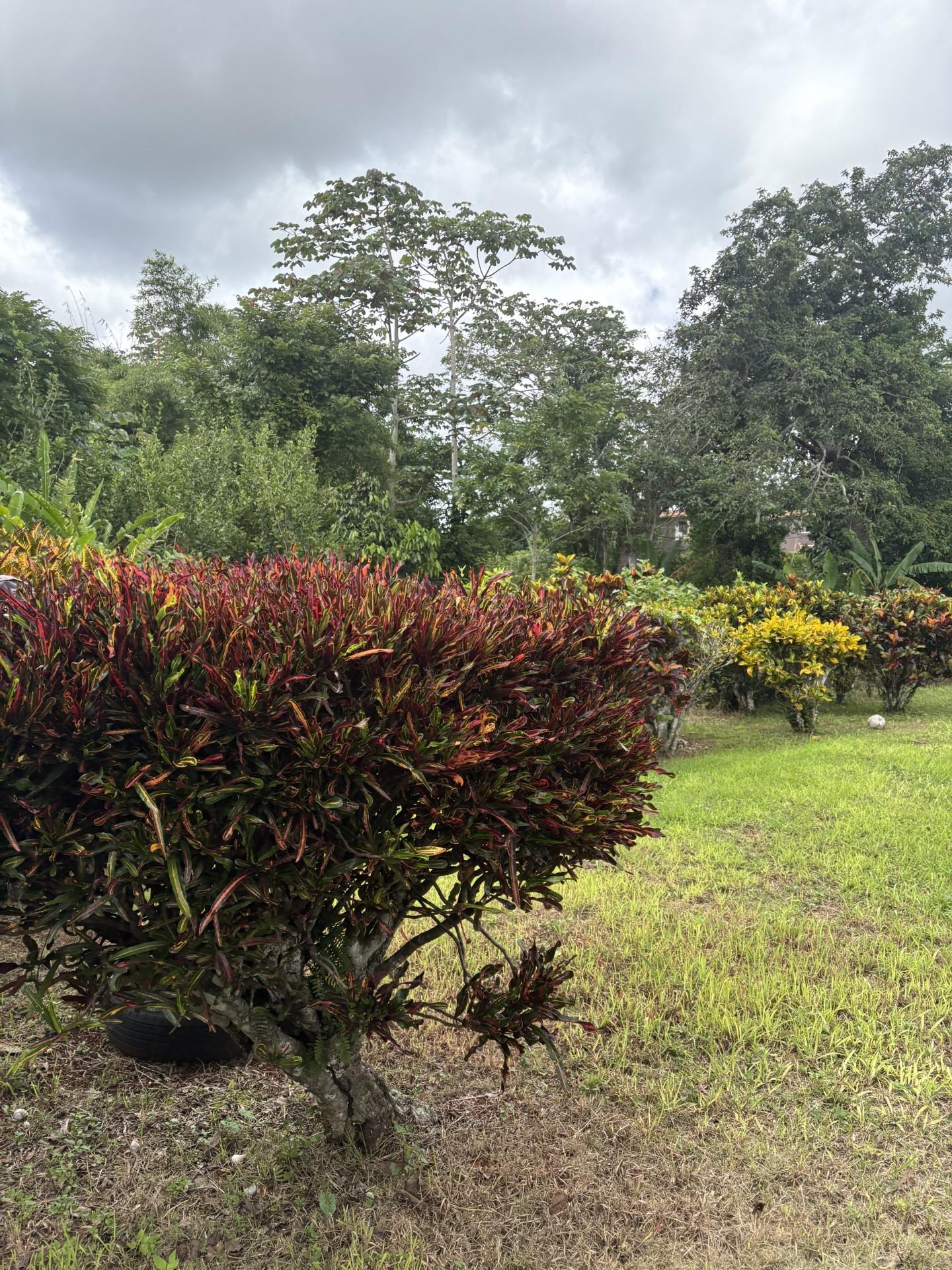 Eleventh image of Lot No. 1- Sunset & Palm Road in Knockpatirck, Manchester, Jamaica - property is For Sale