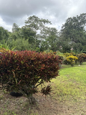 Eleventh image of Lot No. 1- Sunset & Palm Road in Knockpatirck, Manchester, Jamaica - property is For Sale