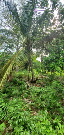 Third image of Three Hill in Three Hills, St. Mary, Jamaica - property is For Sale