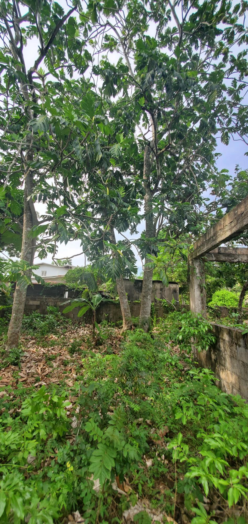 Fourth image of Three Hill in Three Hills, St. Mary, Jamaica - property is For Sale