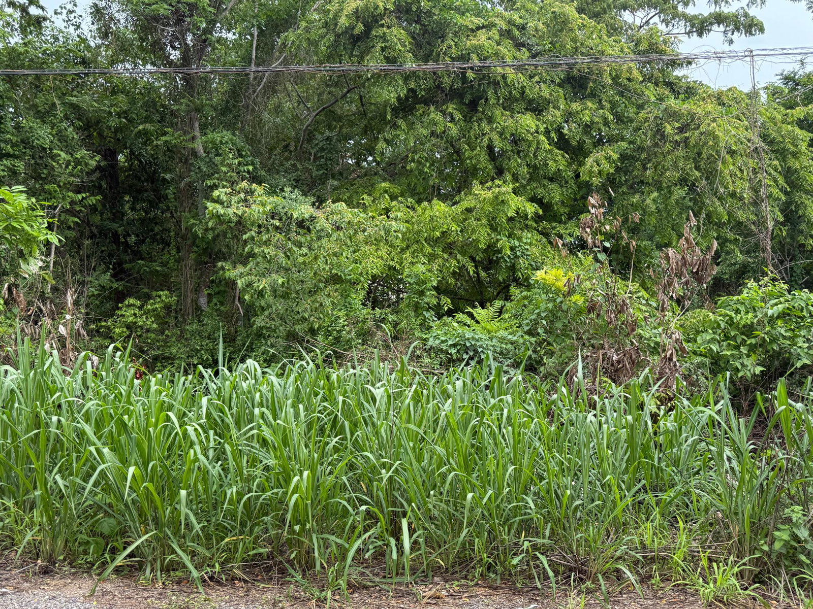 Third image of Lot-12 Byndloss in Byndloss, St. Catherine, Jamaica - property is For Sale