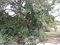 First image of Fyffes Pen in Black River, St. Elizabeth, Jamaica - property is For Sale