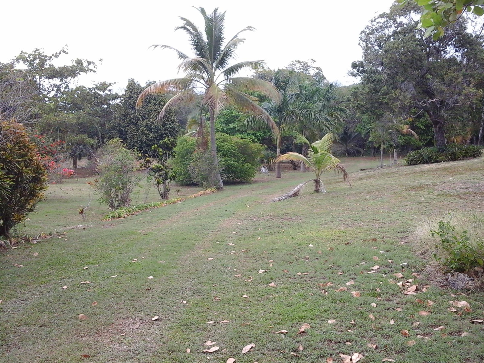 Thirteenth image of Fyffes Pen in Black River, St. Elizabeth, Jamaica - property is For Sale