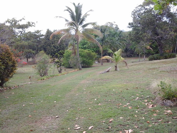 Thirteenth image of Fyffes Pen in Black River, St. Elizabeth, Jamaica - property is For Sale