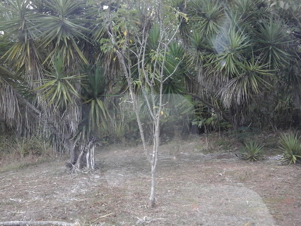 Eighth image of Fyffes Pen in Black River, St. Elizabeth, Jamaica - property is For Sale