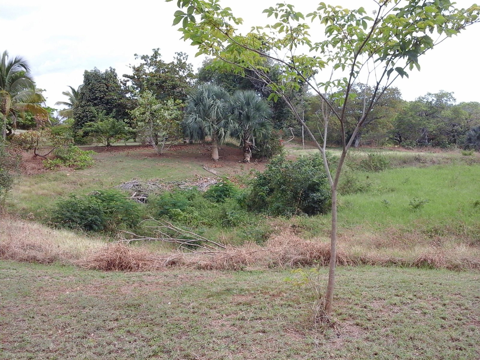 Ninth image of Fyffes Pen in Black River, St. Elizabeth, Jamaica - property is For Sale