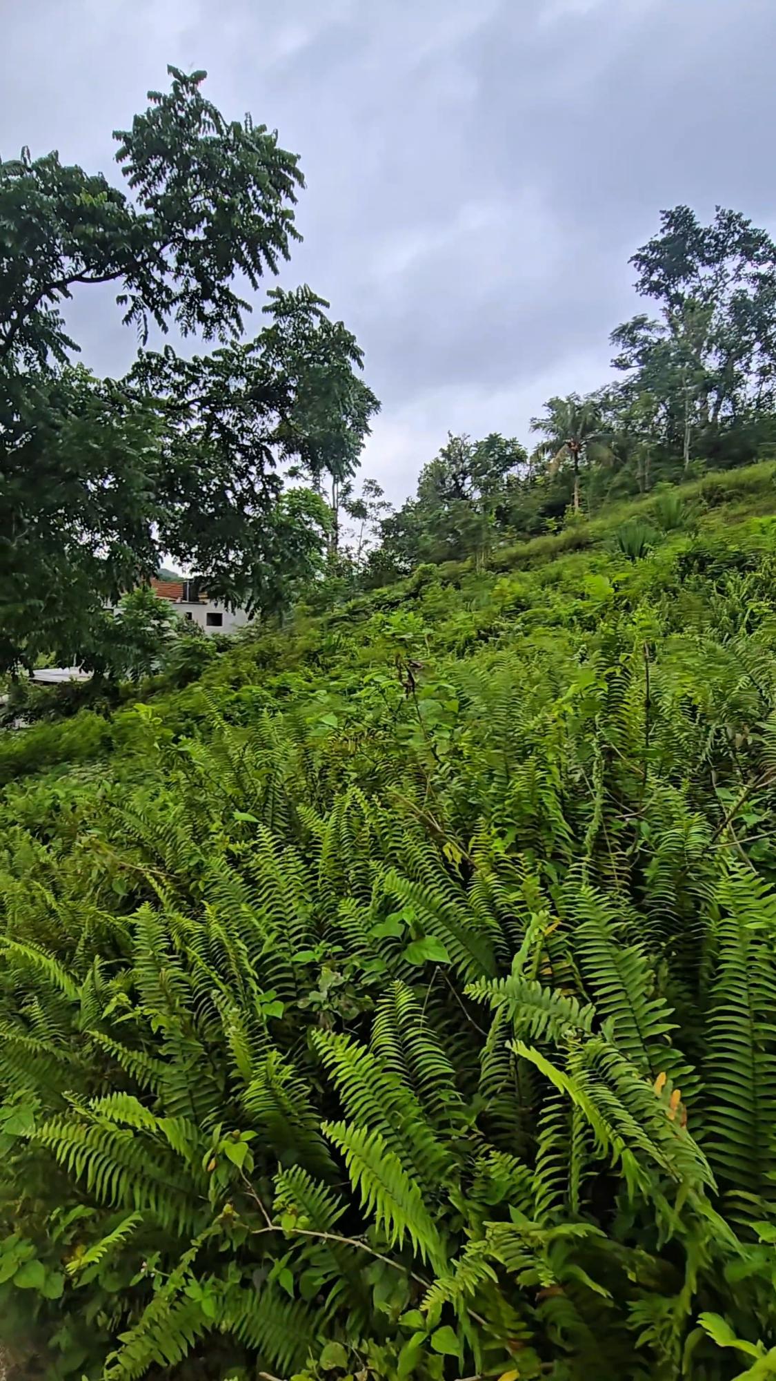 Fourth image of Dalrymple Park, Moneague in Moneague, St. Ann, Jamaica - property is For Sale