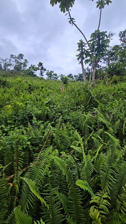 Fifth image of Dalrymple Park, Moneague in Moneague, St. Ann, Jamaica - property is For Sale