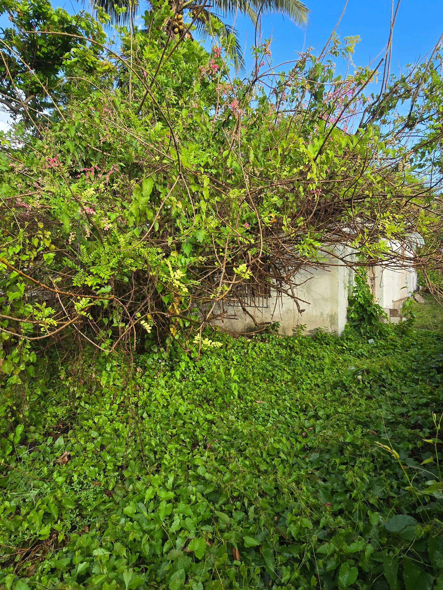 Ninth image of Bryants Cres. May Pen in May Pen, Clarendon, Jamaica - property is For Sale