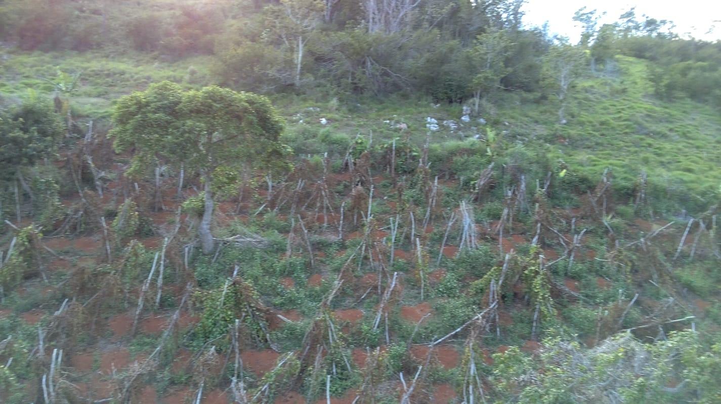 Tenth image of Mollison Christiana, Manchester in Mollison, Manchester, Jamaica - property is For Sale