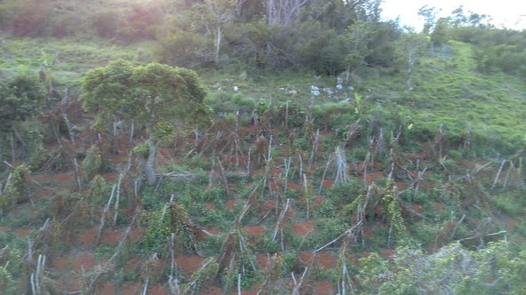 Tenth image of Mollison Christiana, Manchester in Mollison, Manchester, Jamaica - property is For Sale