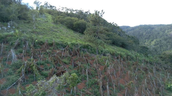 Sixth image of Mollison Christiana, Manchester in Mollison, Manchester, Jamaica - property is For Sale