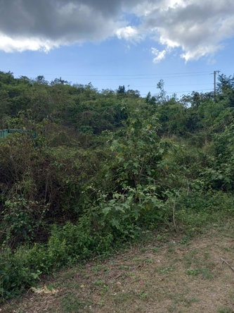 Second image of 73 Bougainvillea Drive, Negr in Negril, Westmoreland, Jamaica - property is For Sale
