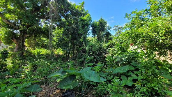 Seventeenth image of Salt Gut in Retirement, St. Mary, Jamaica - property is For Sale