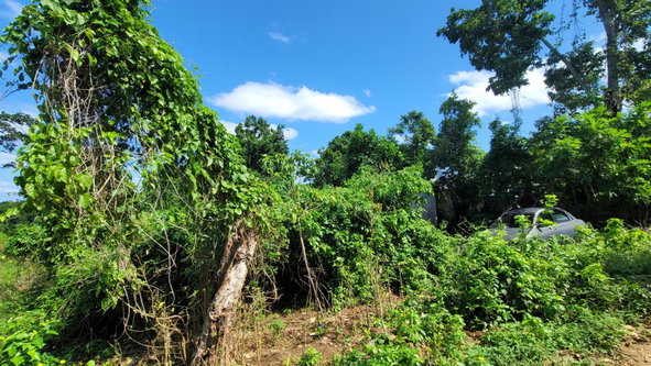 Twentieth image of Salt Gut in Retirement, St. Mary, Jamaica - property is For Sale