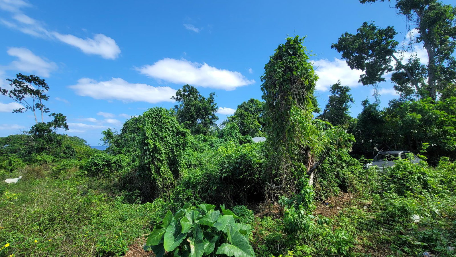 Twenty-First image of Salt Gut in Retirement, St. Mary, Jamaica - property is For Sale