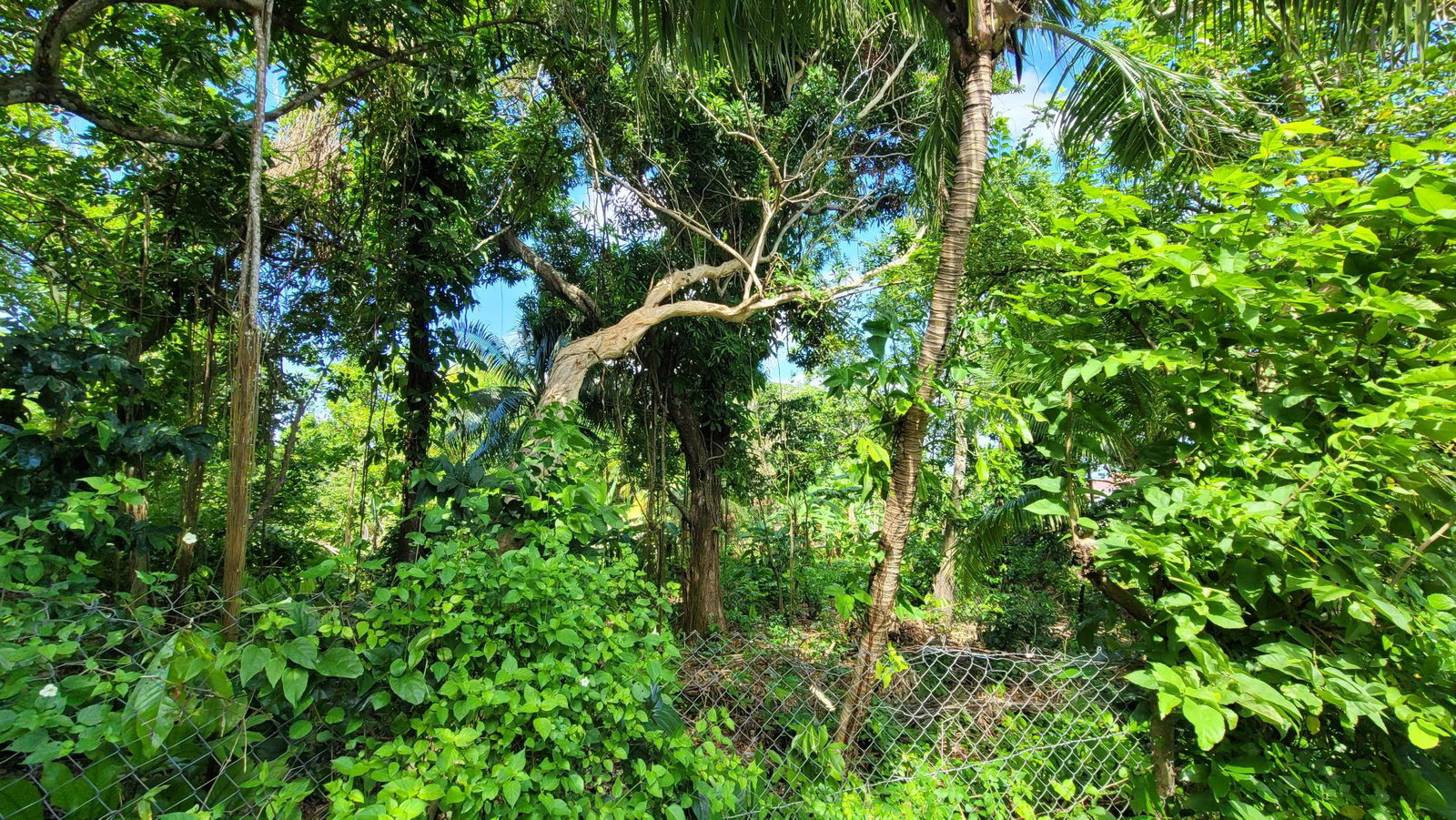 Twenty-Second image of Salt Gut in Retirement, St. Mary, Jamaica - property is For Sale
