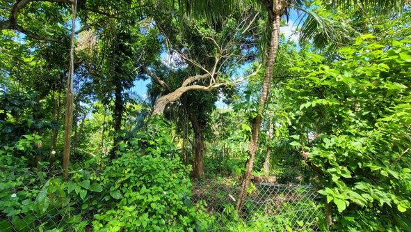 Twenty-Second image of Salt Gut in Retirement, St. Mary, Jamaica - property is For Sale