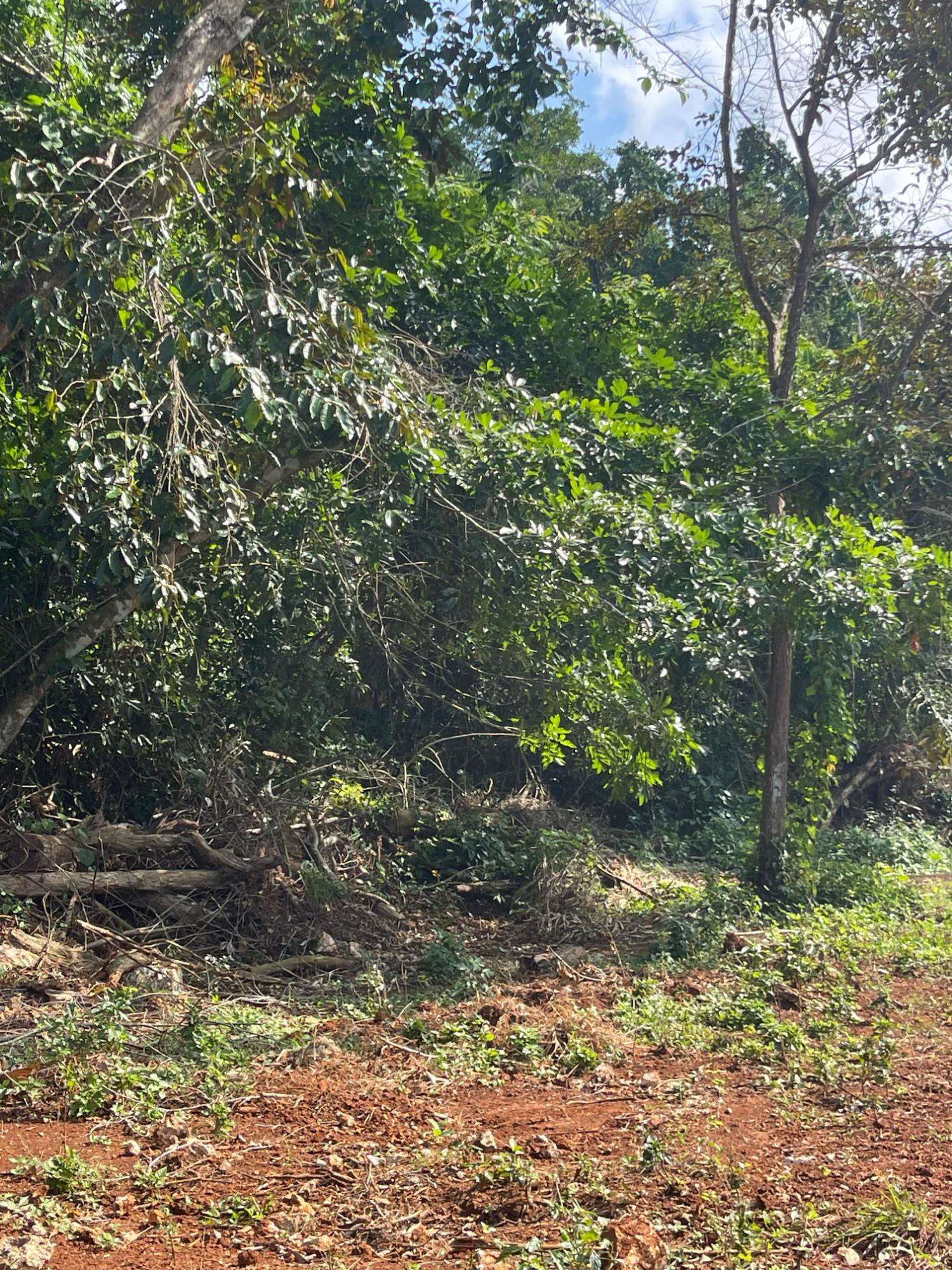 Sixth image of 25 Forest Glade /ocean Ridge in Rio Nuevo, St. Mary, Jamaica - property is For Sale