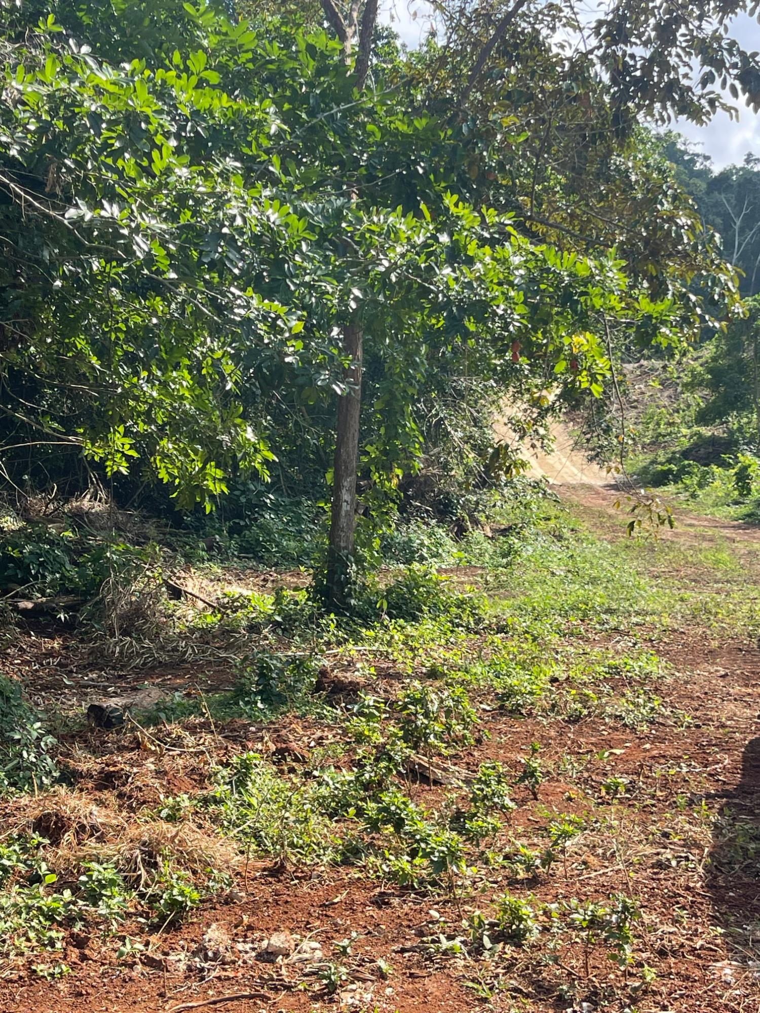 Seventh image of 25 Forest Glade /ocean Ridge in Rio Nuevo, St. Mary, Jamaica - property is For Sale