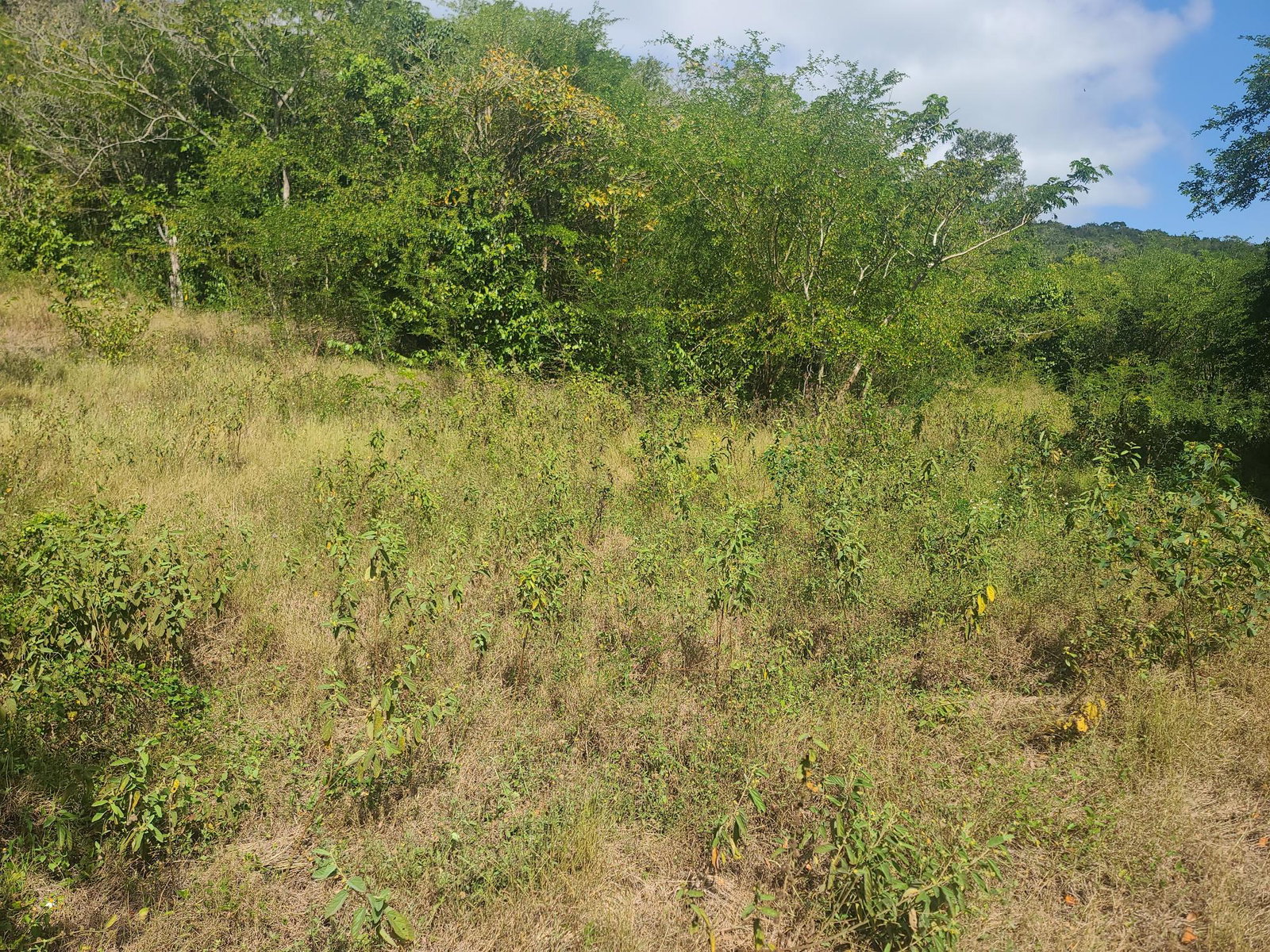 Eighteenth image of Glendale Heights, Sign in Montego Bay, St. James, Jamaica - property is For Sale