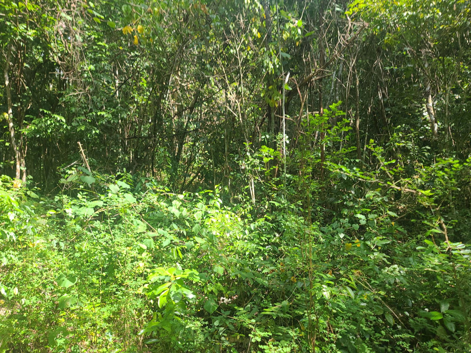 Thirtieth image of Glendale Heights, Sign in Montego Bay, St. James, Jamaica - property is For Sale