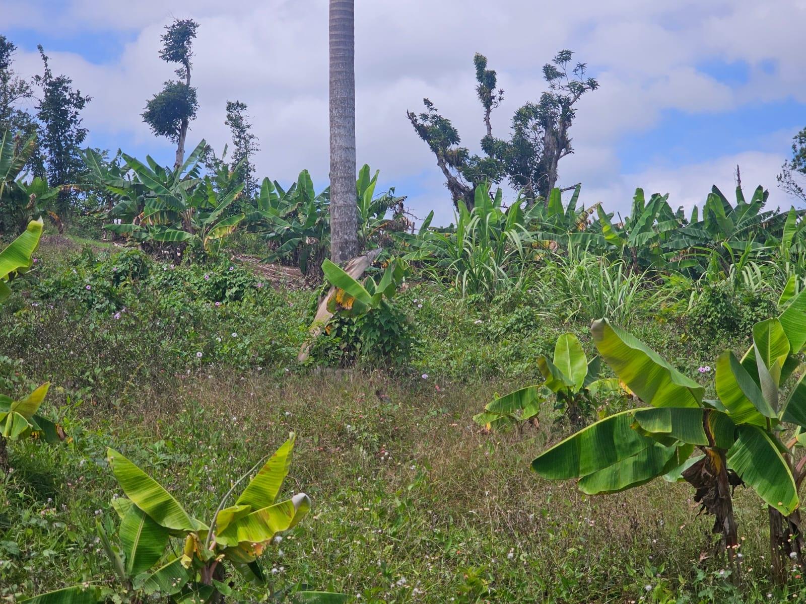 Nineteenth image of 56 Ducketts in Cambridge, St. James, Jamaica - property is For Sale