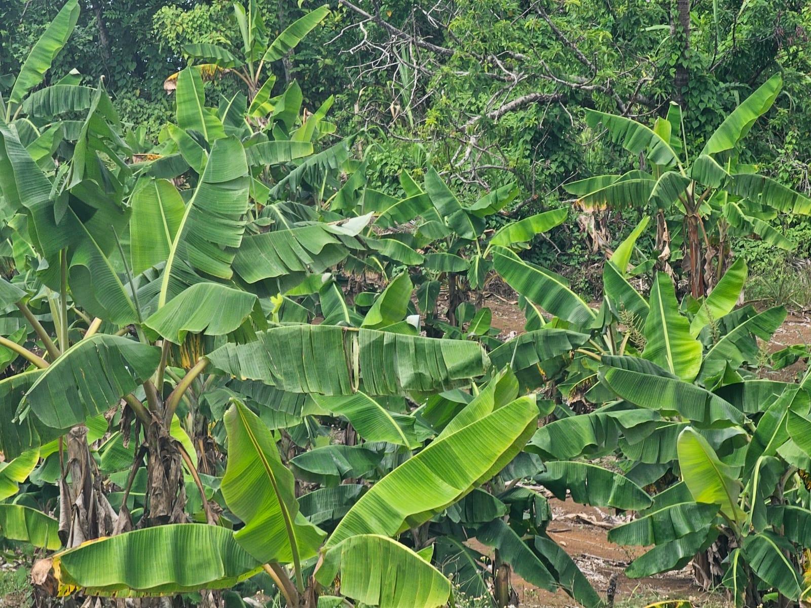 Second image of 56 Ducketts in Cambridge, St. James, Jamaica - property is For Sale
