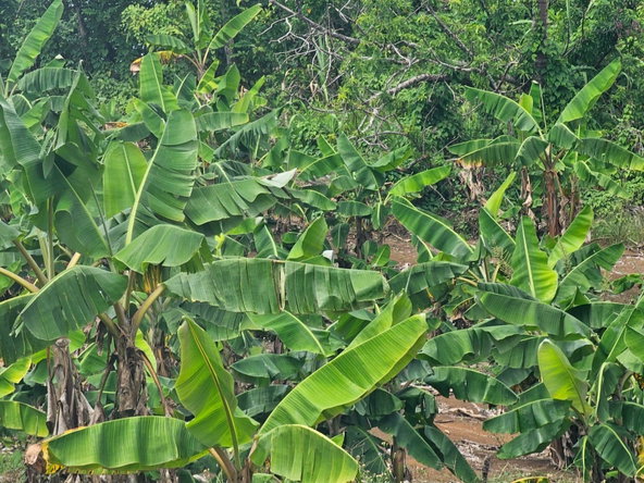 Second image of 56 Ducketts in Cambridge, St. James, Jamaica - property is For Sale