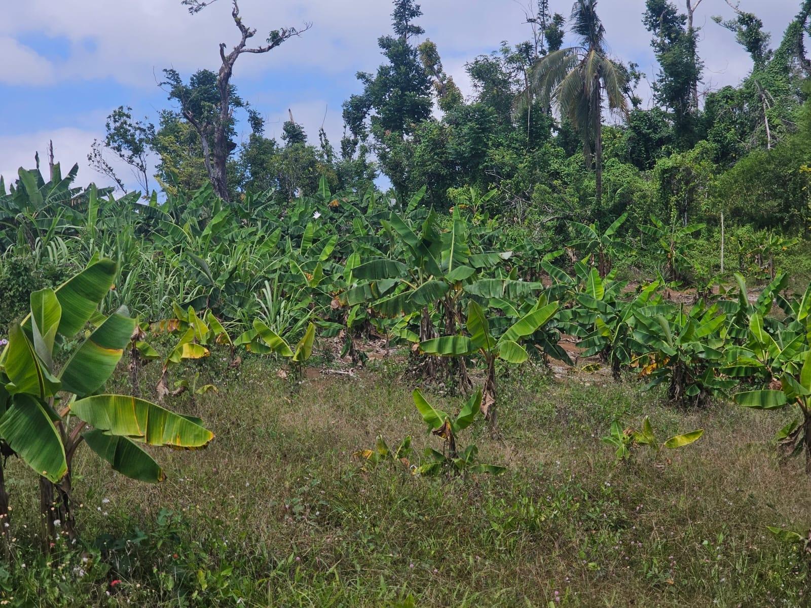 Twentieth image of 56 Ducketts in Cambridge, St. James, Jamaica - property is For Sale