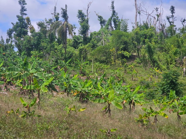 Third image of 56 Ducketts in Cambridge, St. James, Jamaica - property is For Sale