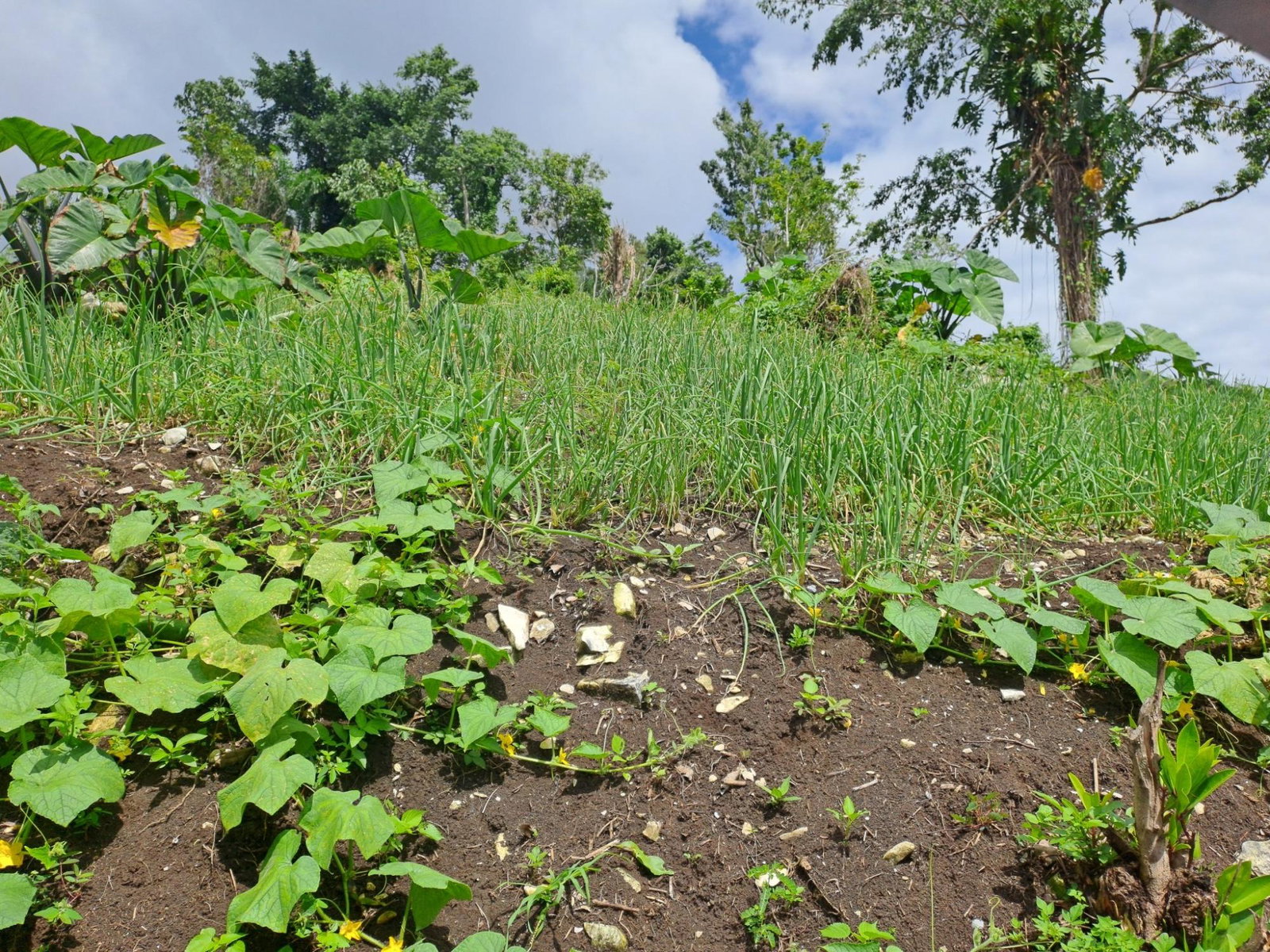 Eleventh image of Portland in Mount Pleasant, Portland, Jamaica - property is For Sale