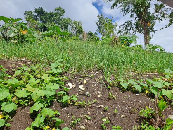 Eleventh image of Portland in Mount Pleasant, Portland, Jamaica - property is For Sale
