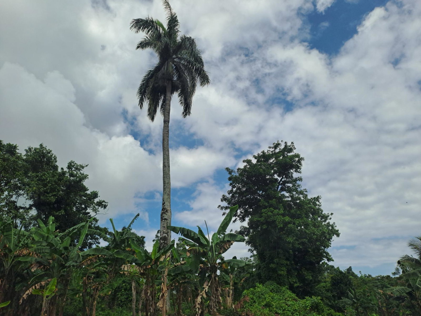 Twelfth image of Portland in Mount Pleasant, Portland, Jamaica - property is For Sale