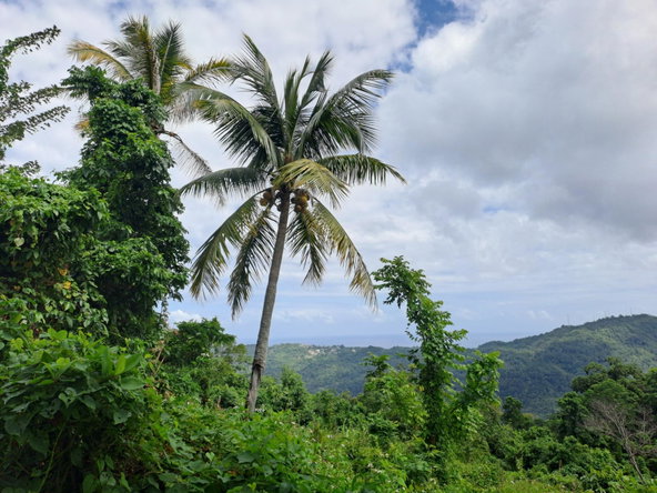 Thirteenth image of Portland in Mount Pleasant, Portland, Jamaica - property is For Sale