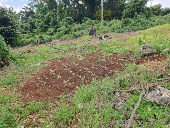 Fourteenth image of Portland in Mount Pleasant, Portland, Jamaica - property is For Sale